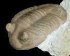 Asaphus Plautini Trilobite - Exposed Hypostome #6449-3